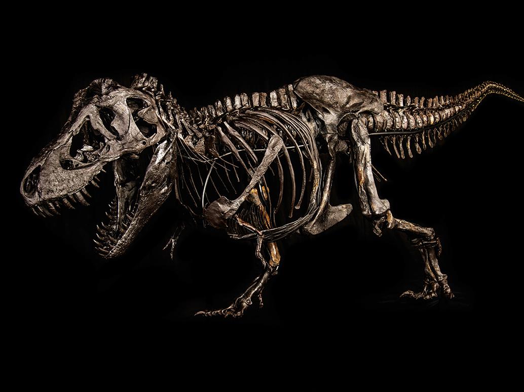 T.rex Dinomuseum Altmühltal