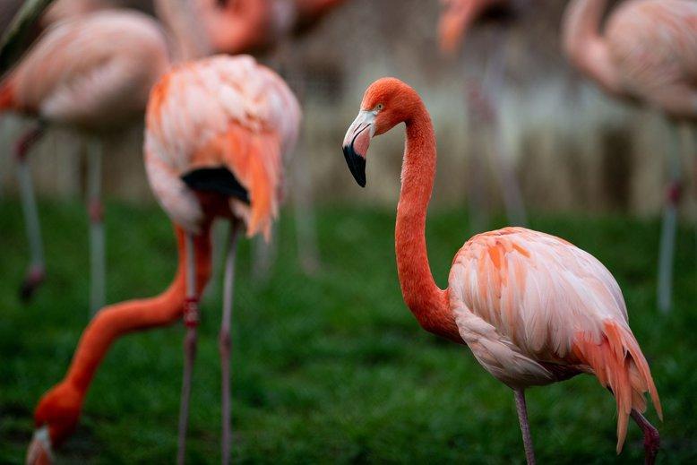 Flamingos im Tiergarten Nürnberg